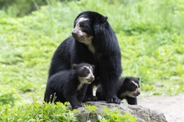 Two Rare Andean Bear Cubs Debut at Queens Zoo 